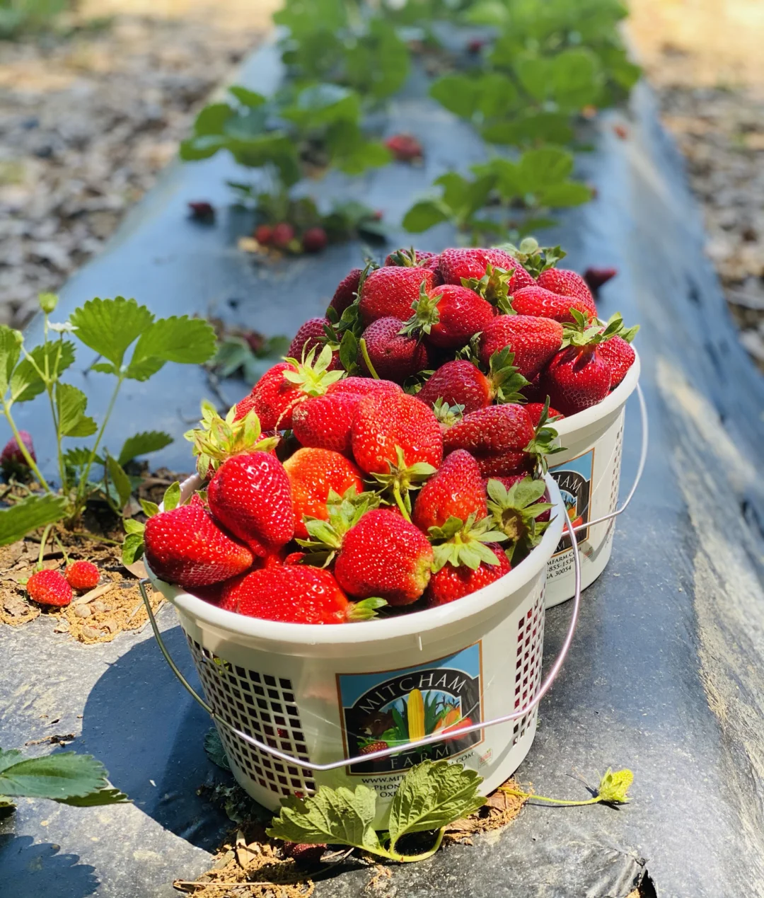 "Strawberry Picking 🍓 Time! Atlanta's Fresh Strawberries Are Big and Delicious"