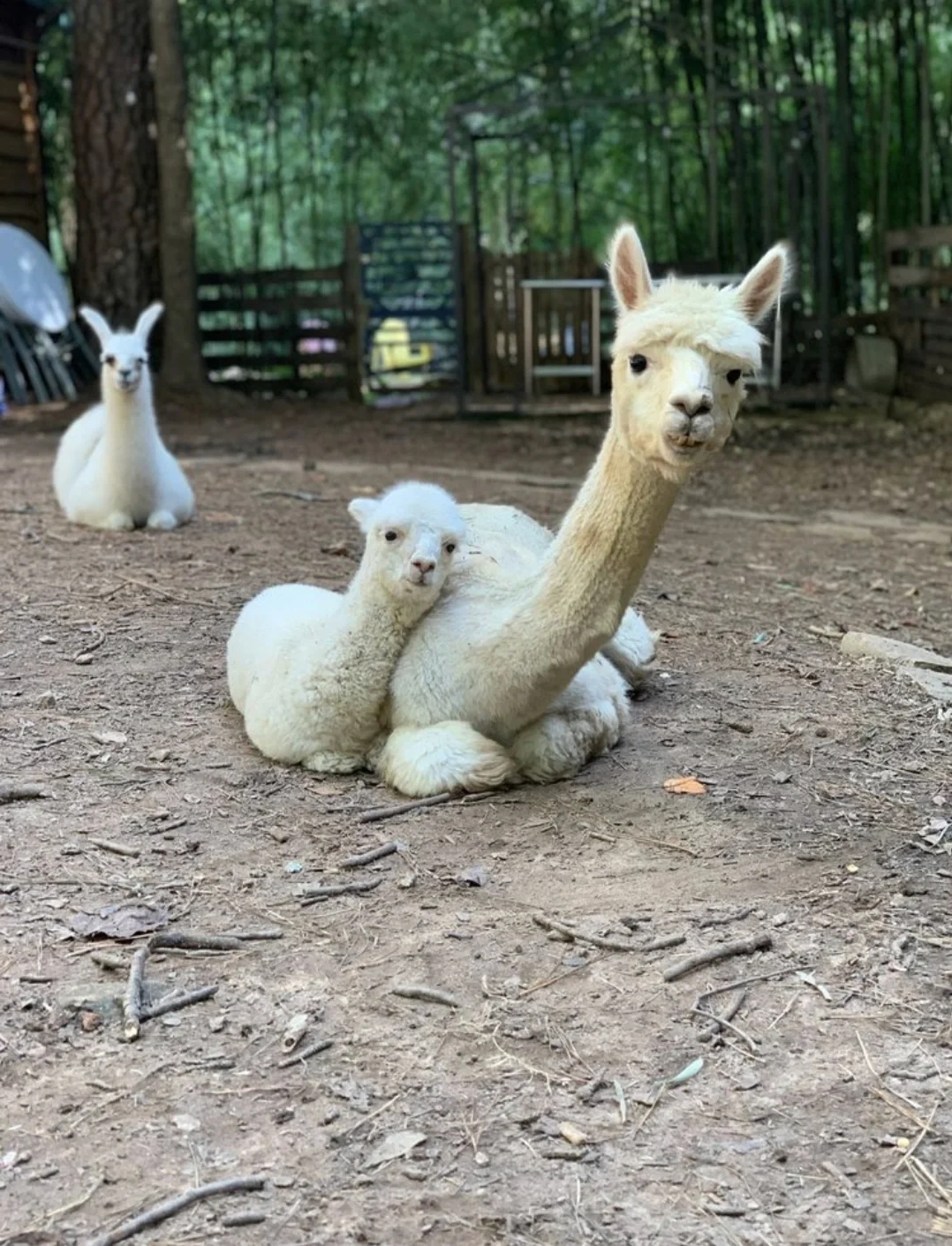 Alpaca Treehouse