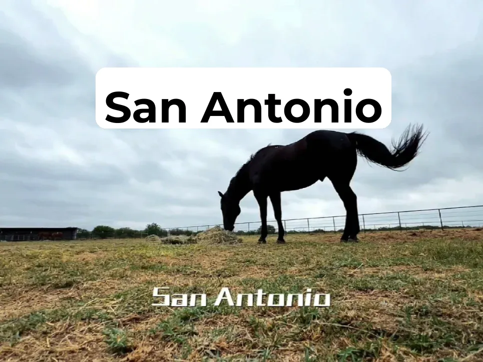 San Antonio: The Vacation City That Fulfills All Your Wild West Fantasies