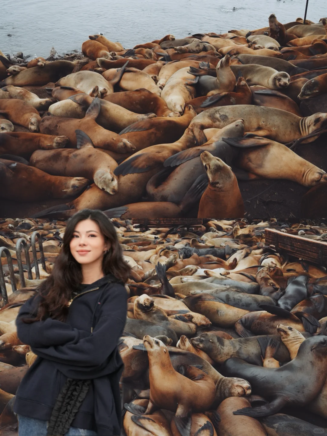 Monterey, USA｜Sea Lions and Seals Flock Ashore in Large Numbers!
