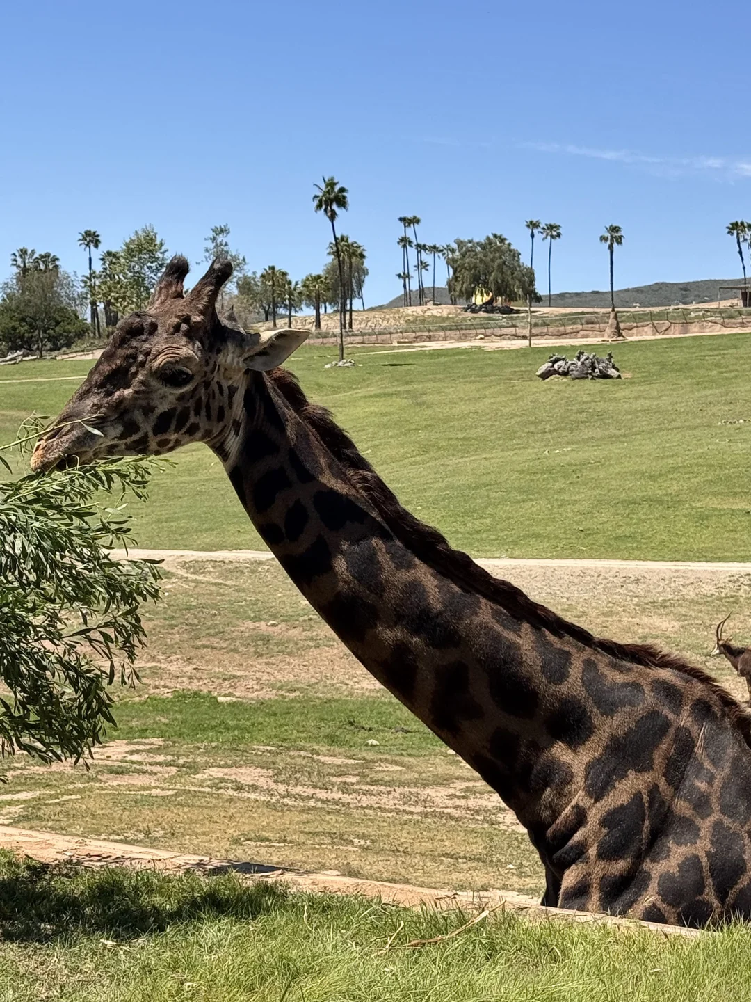One-Day Trip to San Diego Safari Park