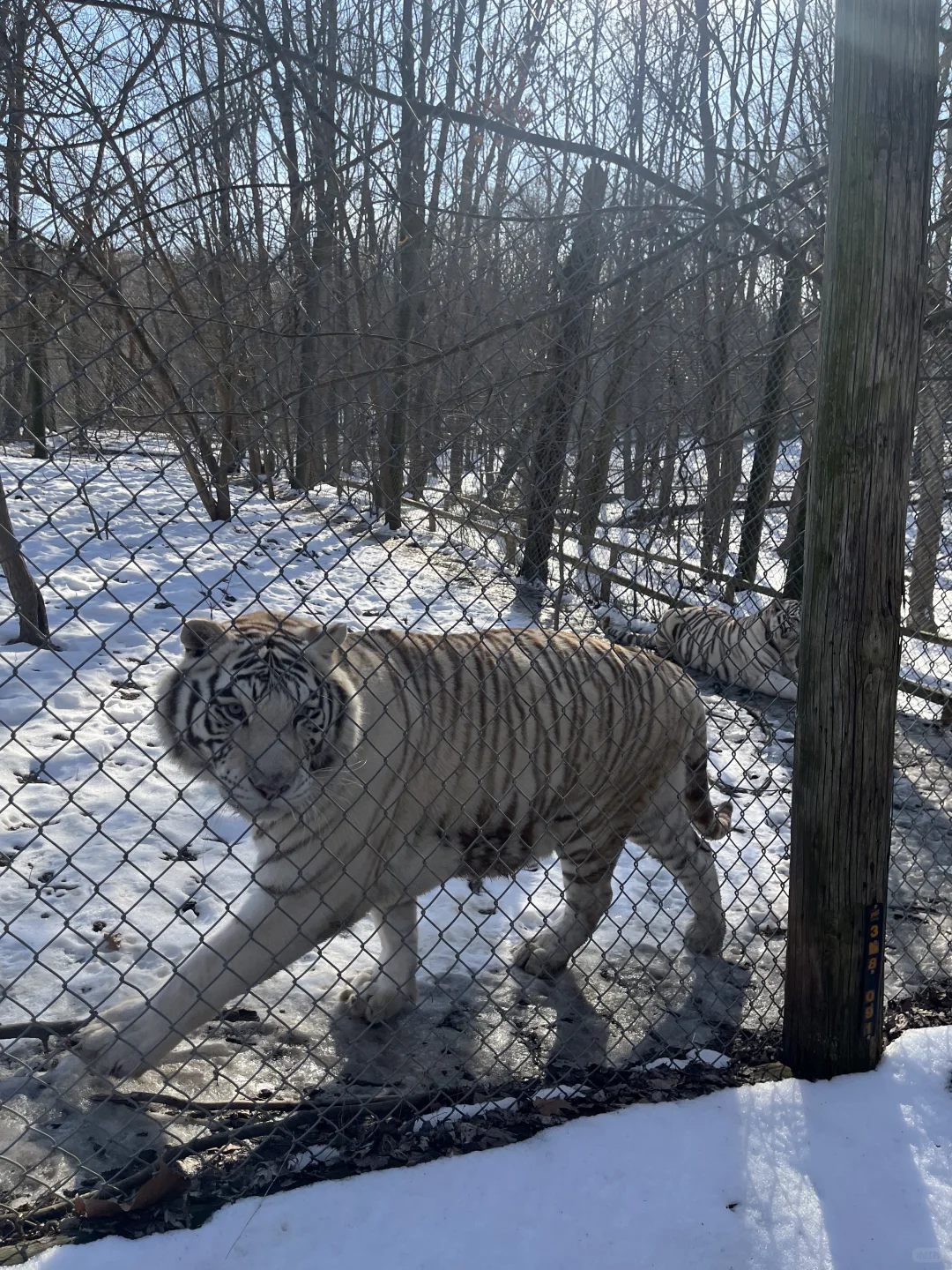 Big Cats Near Indy