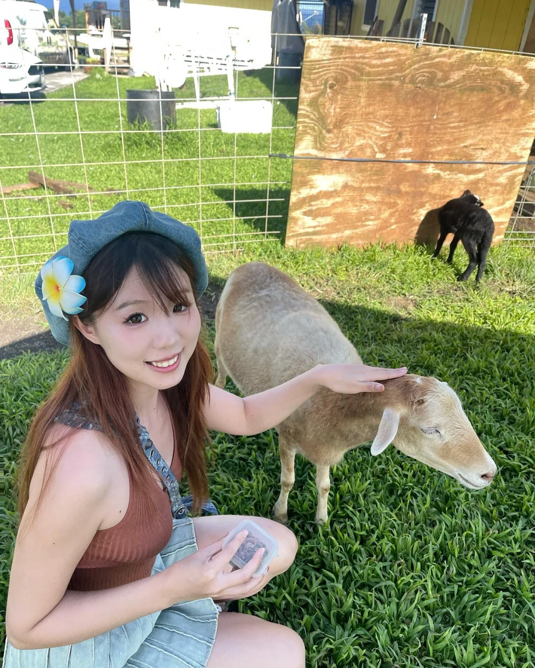 Who Knew You Could Pet Sheep on the Big Island of Hawaii? 🥺
