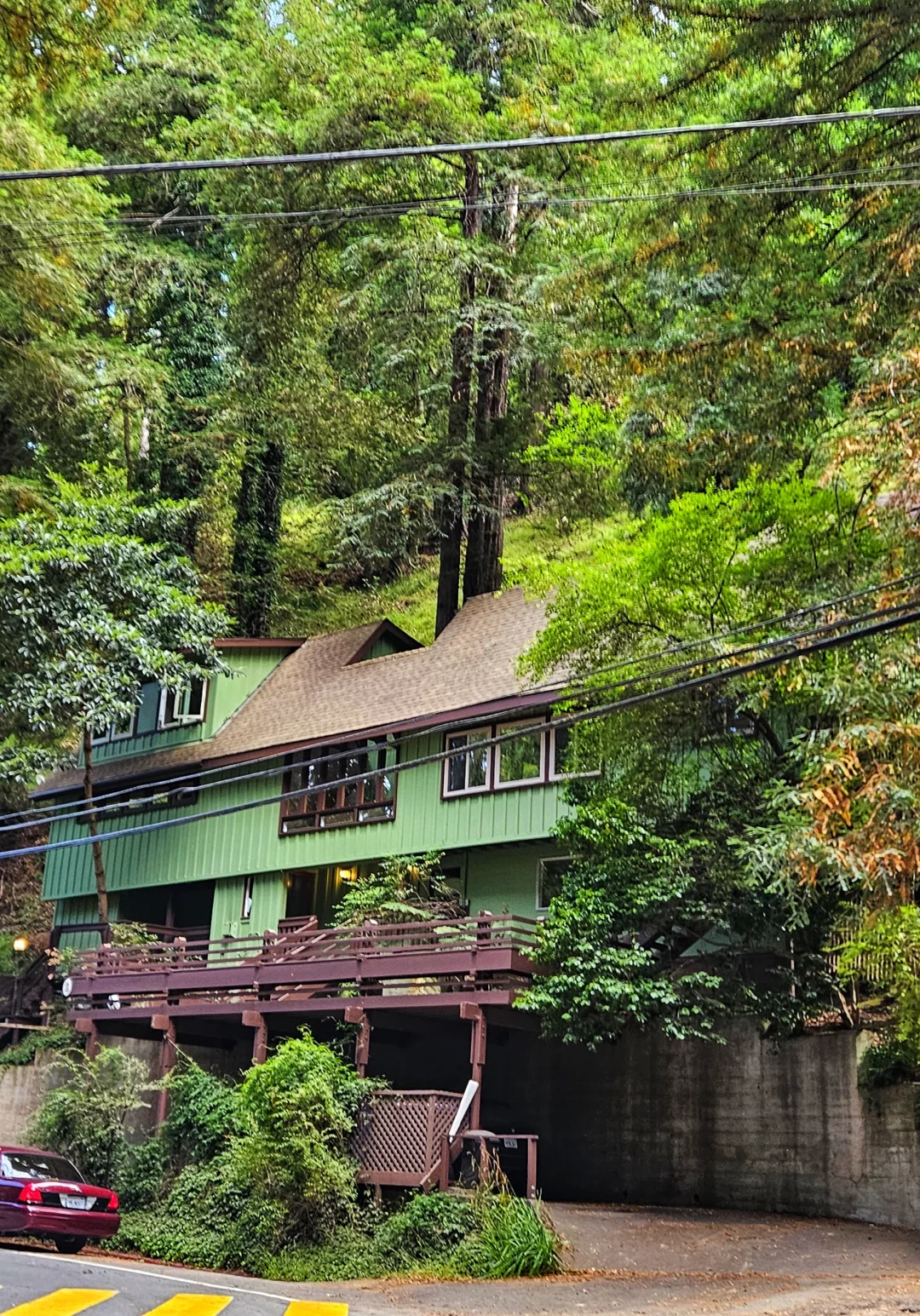 Redwood Forest Growing Inside a House in San Francisco's North Bay