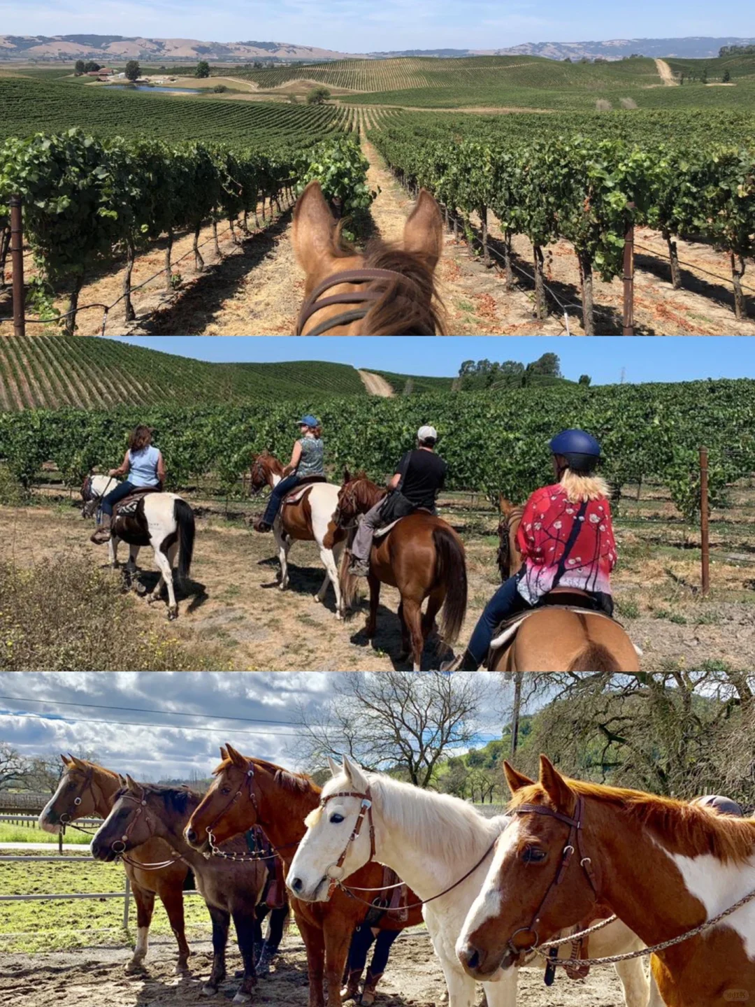 What to Do in the Bay Area Outdoors 🎯 8 Activities for an Immersive Nature Experience 🍀