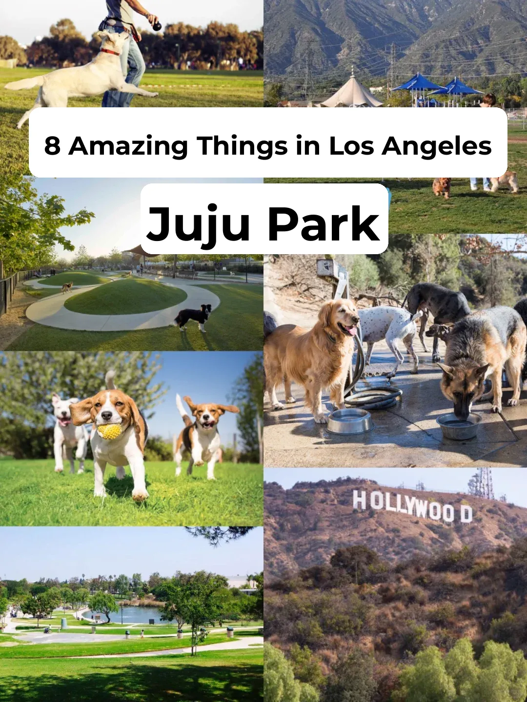 LA Weekend Getaway | Top 8 Dog-Friendly Parks for Your Furry Friends!