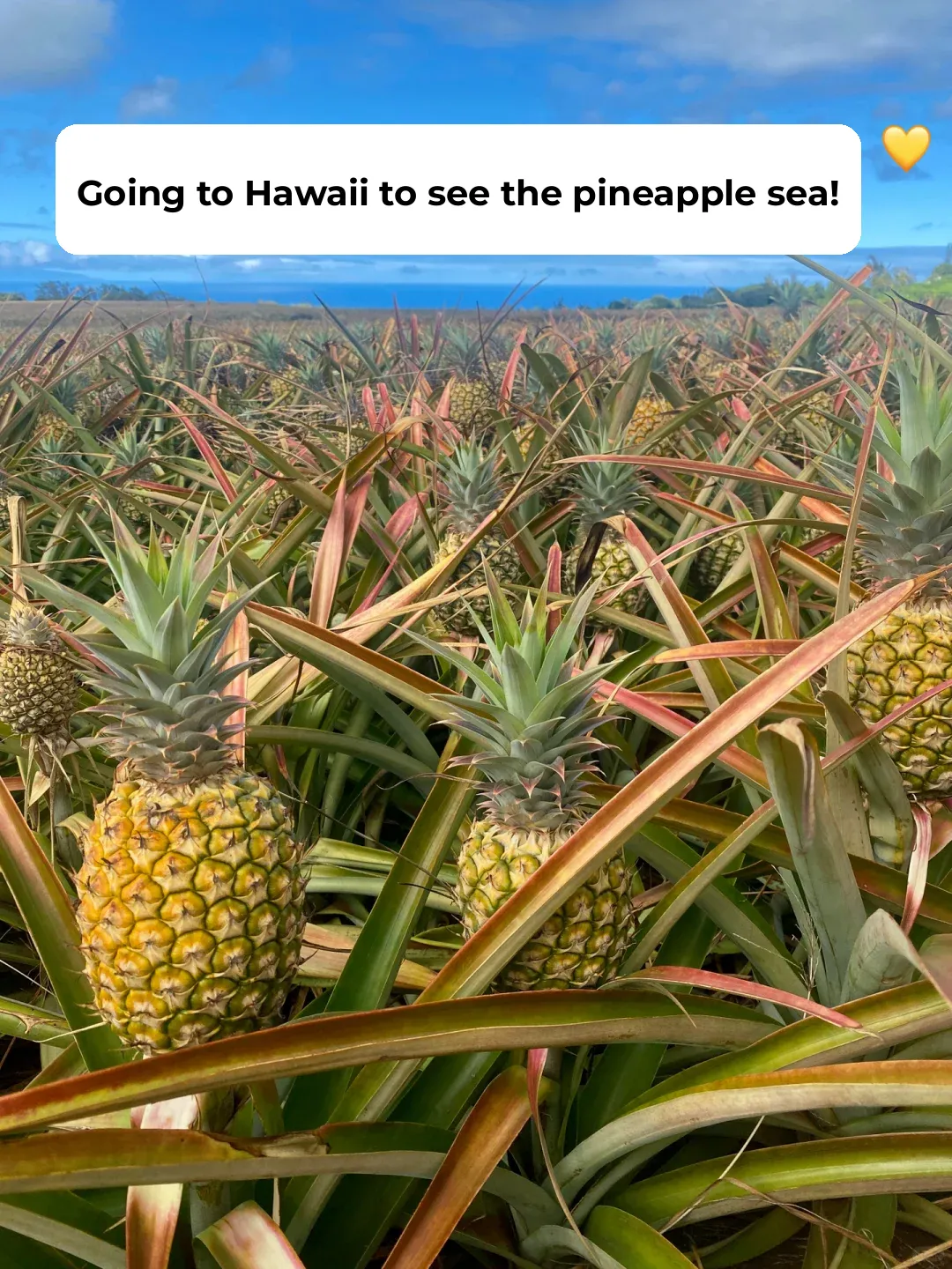 Pineapple Paradise 🍍 Maui, Hawaii's Must-Visit "Farm-to-Table" Experience! 🌺
