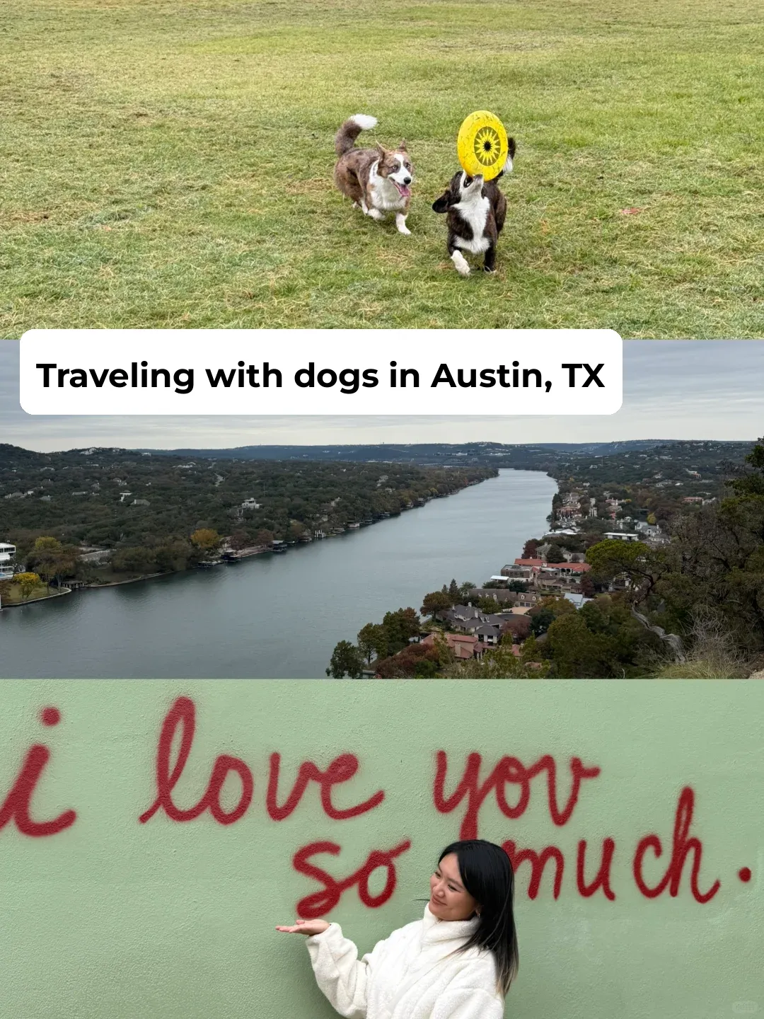 Traveling to Austin, Texas with Your Dog 1️⃣
