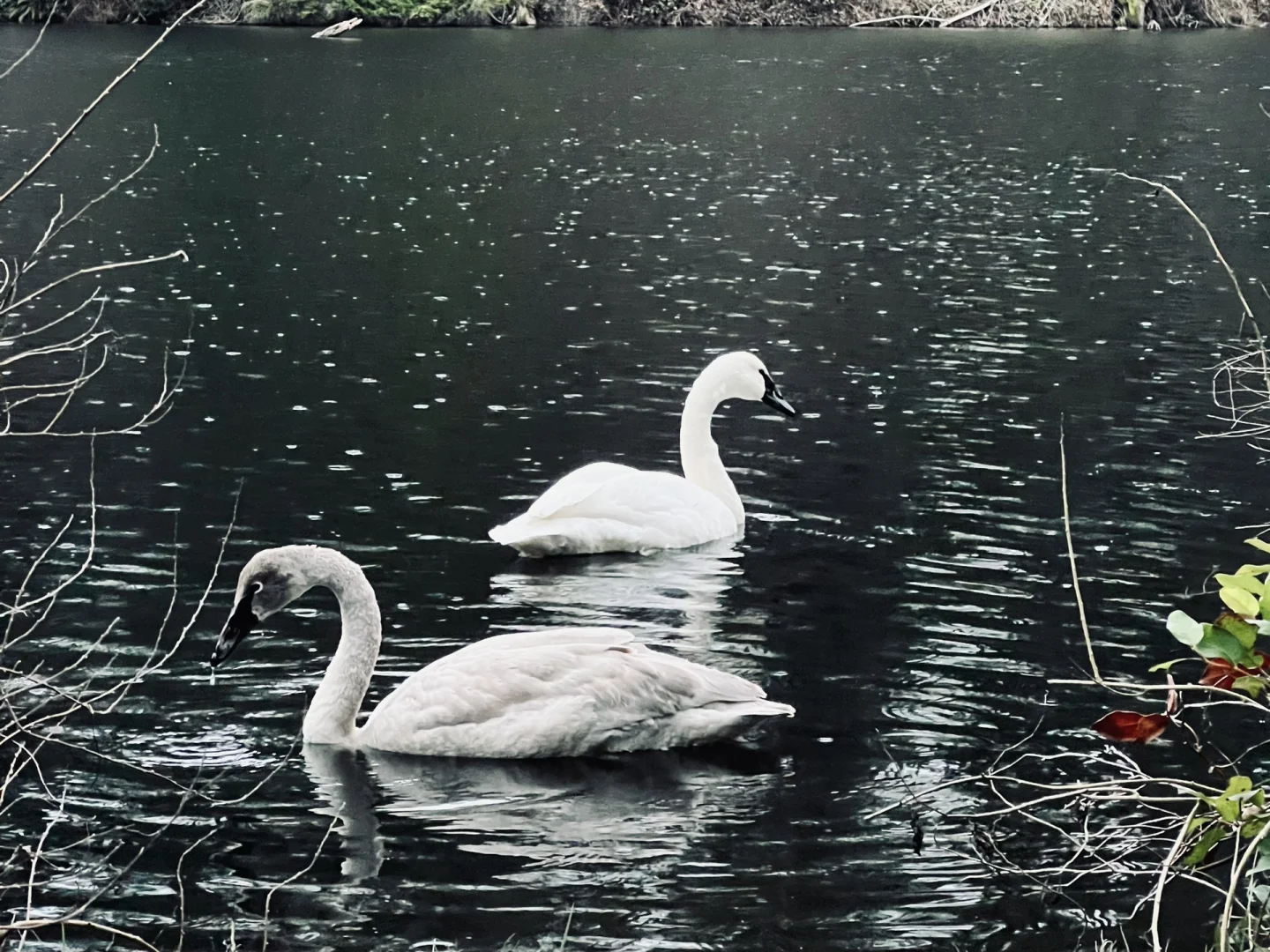 Seattle Area Gems | Lake Tapps