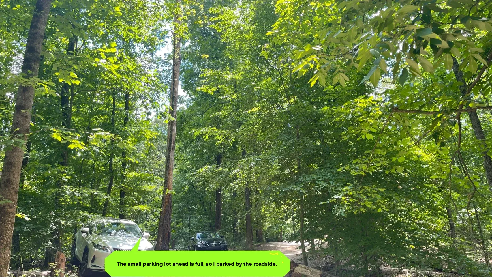 Atlanta | Finally Found the Legendary Bamboo Grove