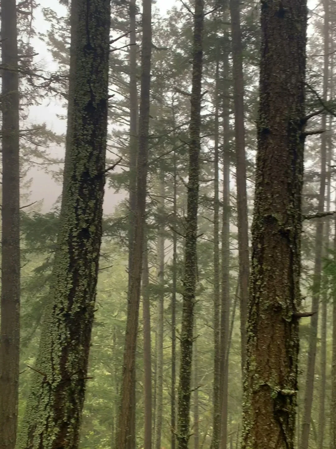 Bay Area Classic Hike: Steep Ravine Matt Davis Loop