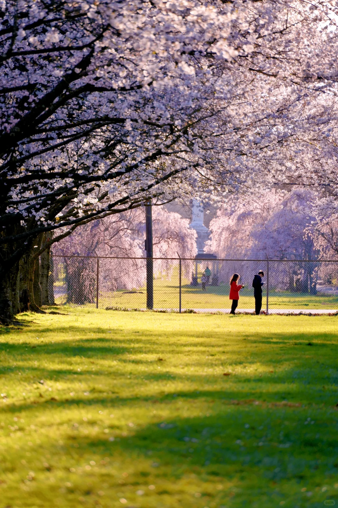 2025 Cherry Blossom Season｜Philadelphia Sakura Viewing Guide 🌸