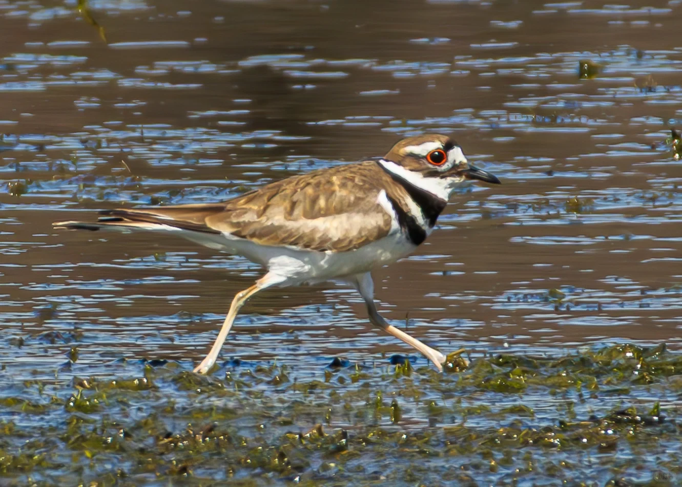Here I come, my feathered friends!