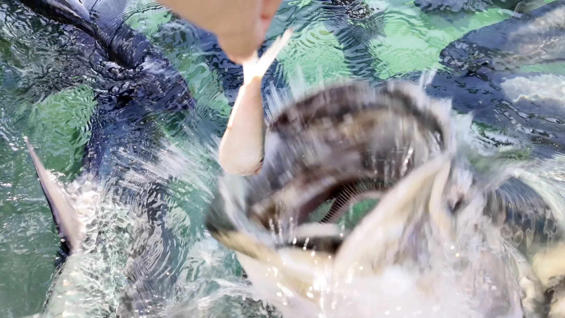 Attacked by Pelicans and Tarpon on the Way to Key West