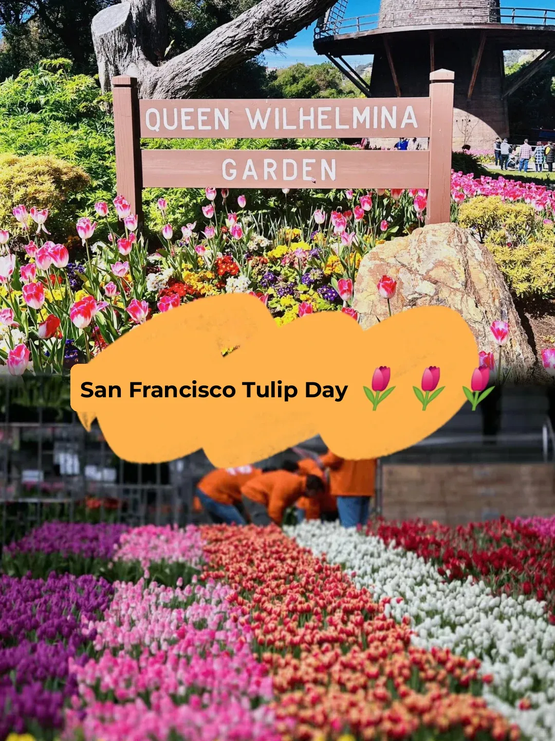 Spring Travel Diary | Flower Viewing in San Francisco 🌷 Ultimate Guide to Flower Viewing at the Golden Gate