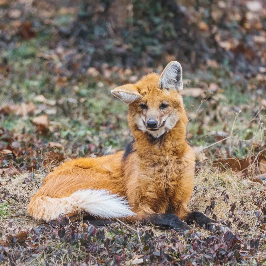 Easily recognizable by his half-folded right ear