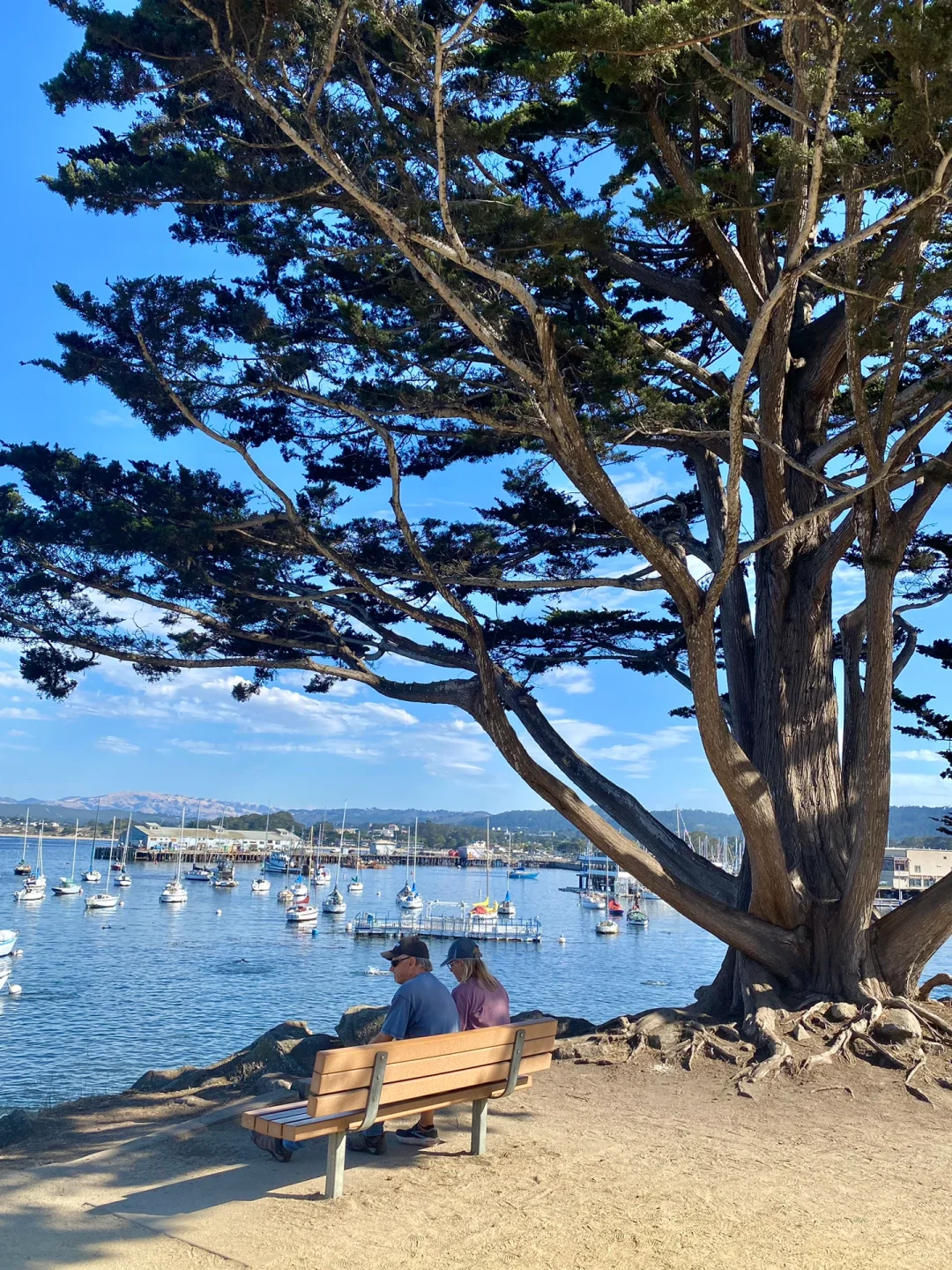 Monterey Fisherman's Wharf🏖️🦭Seal Lion Beach