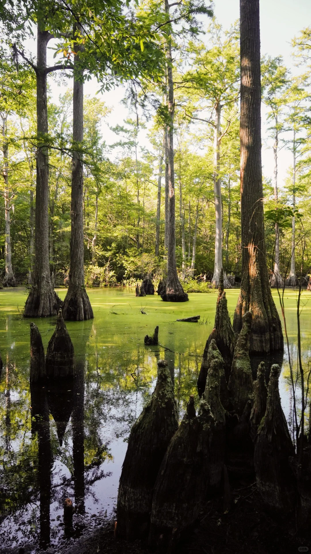 Virginia Beach | The Slumbering Forest and the Ocean-Sky Highway