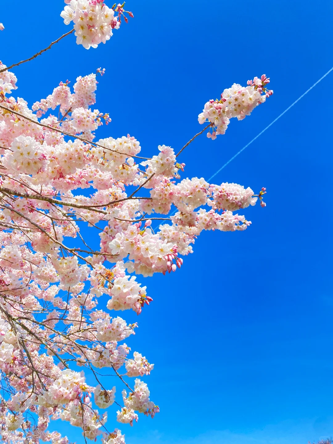 "After Portlanders Witnessed the Crowded Cherry Blossoms at the University of Washington"