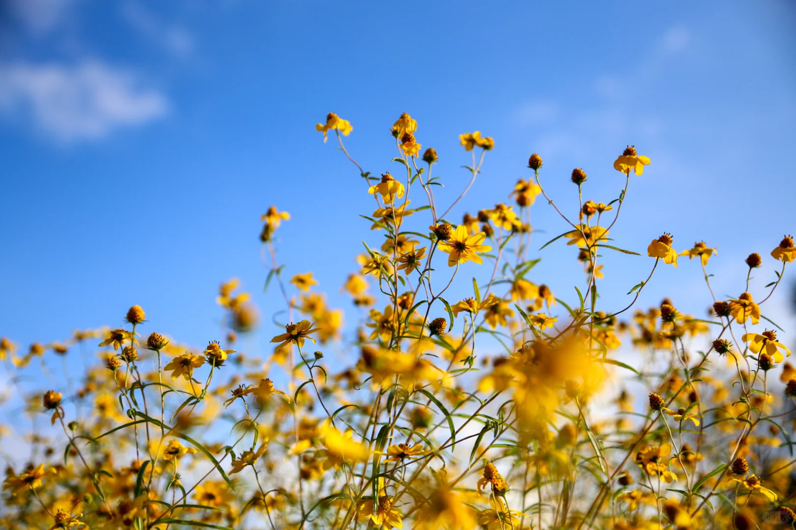 Eloping to the Moon in Atlanta