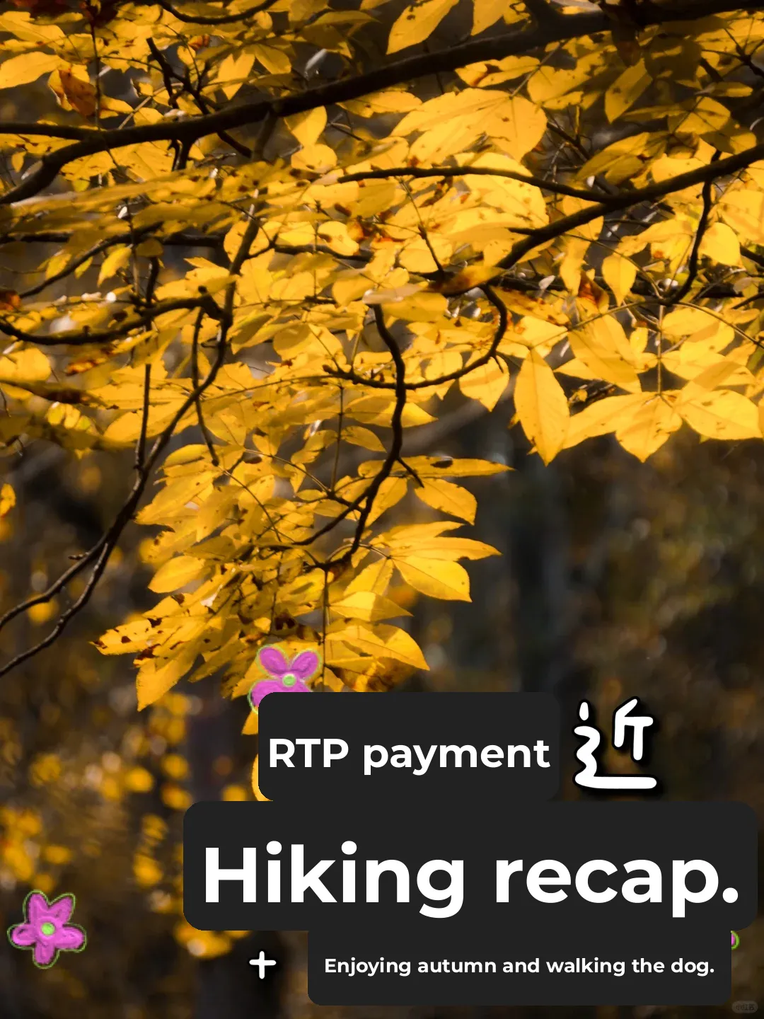 Weekend Hiking Recap in North Carolina's RTP Triangle Area: Autumn Views, Dog Walks, and Family Fun