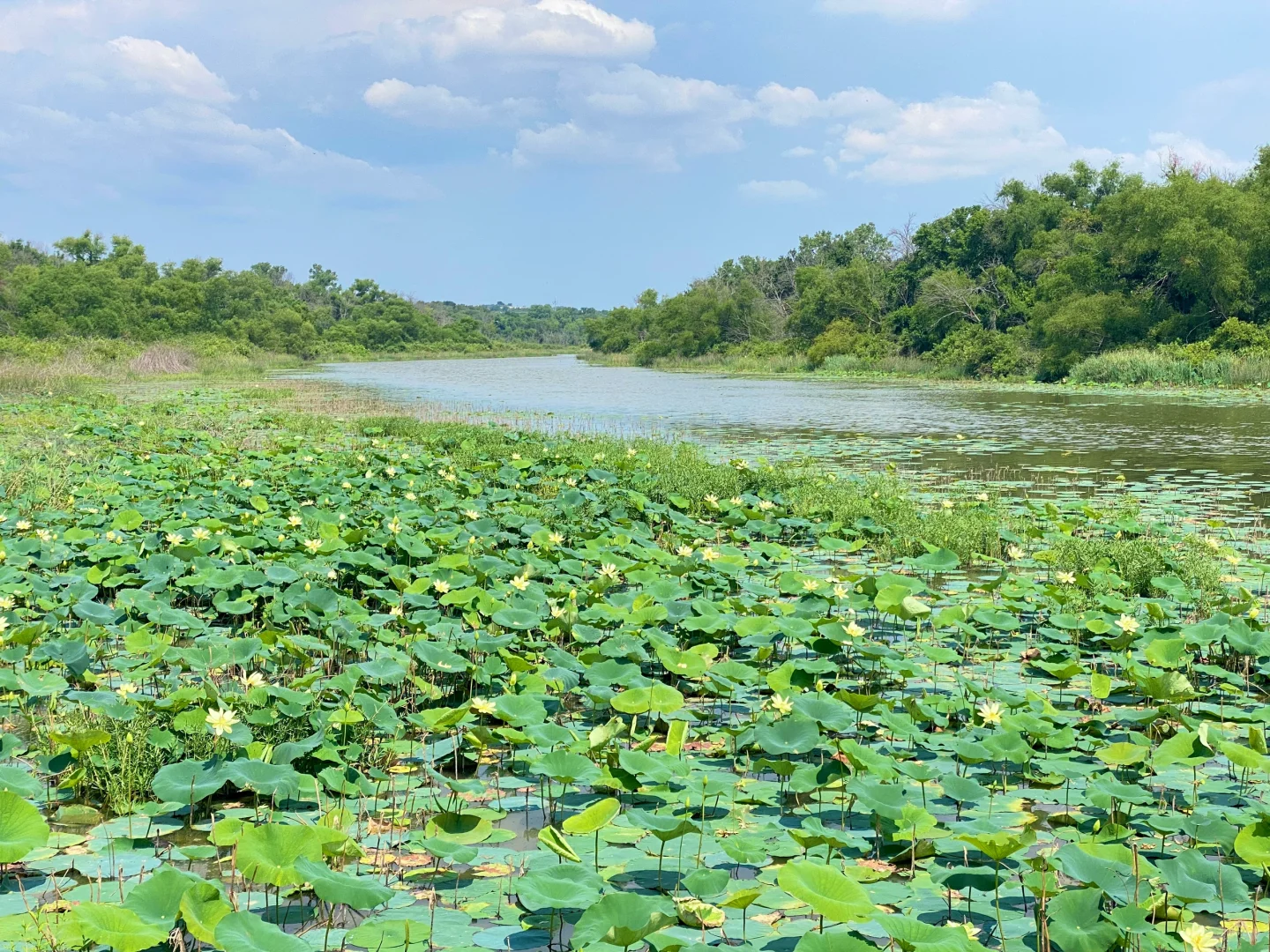 Dallas | There's a Lotus Pond Here 🪷