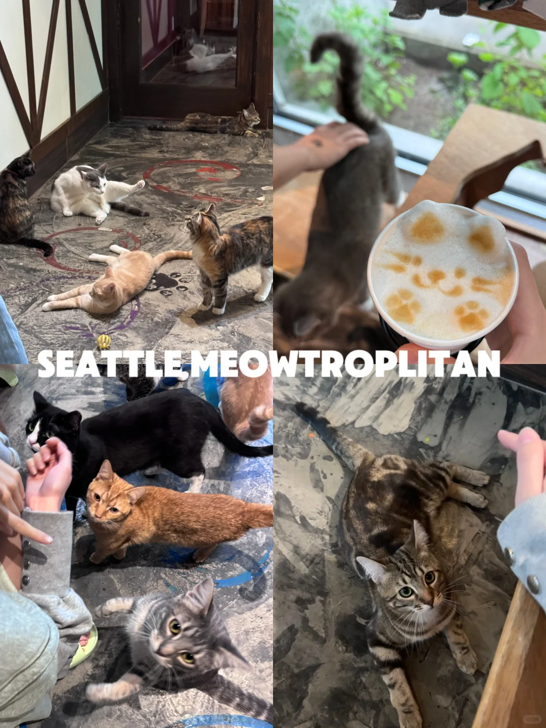 Seattle 🐾 Cat Café 🐈 Spot Comparison