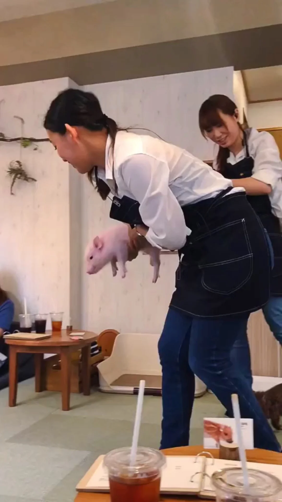 (Tokyo) Hidden Gem 🐷 Café 🔸 Mipig Cafe