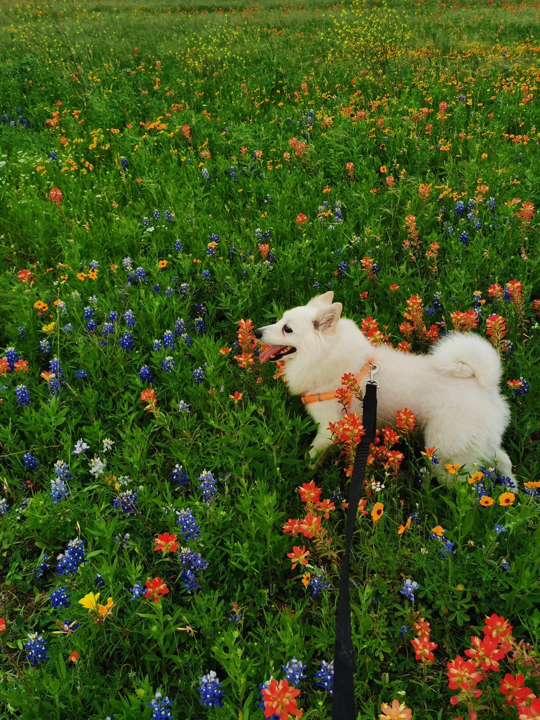 The State Flower of Texas Is in Bloom