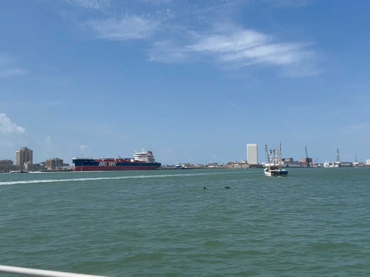 Hop on a Boat and Watch Dolphins Play in the Water
