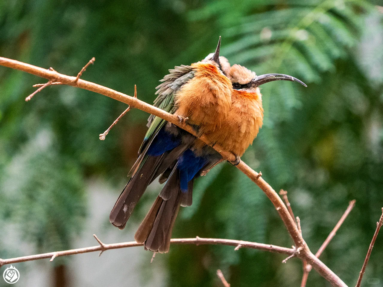 No Cages, No Nets: Why Don’t These Birds Fly Away?