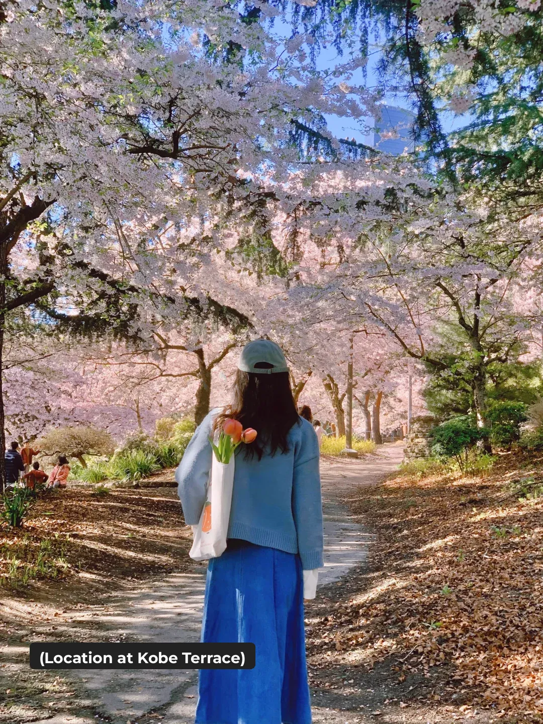 Seattle: A Joyful Picnic Under the Cherry Blossoms 🧺🌸