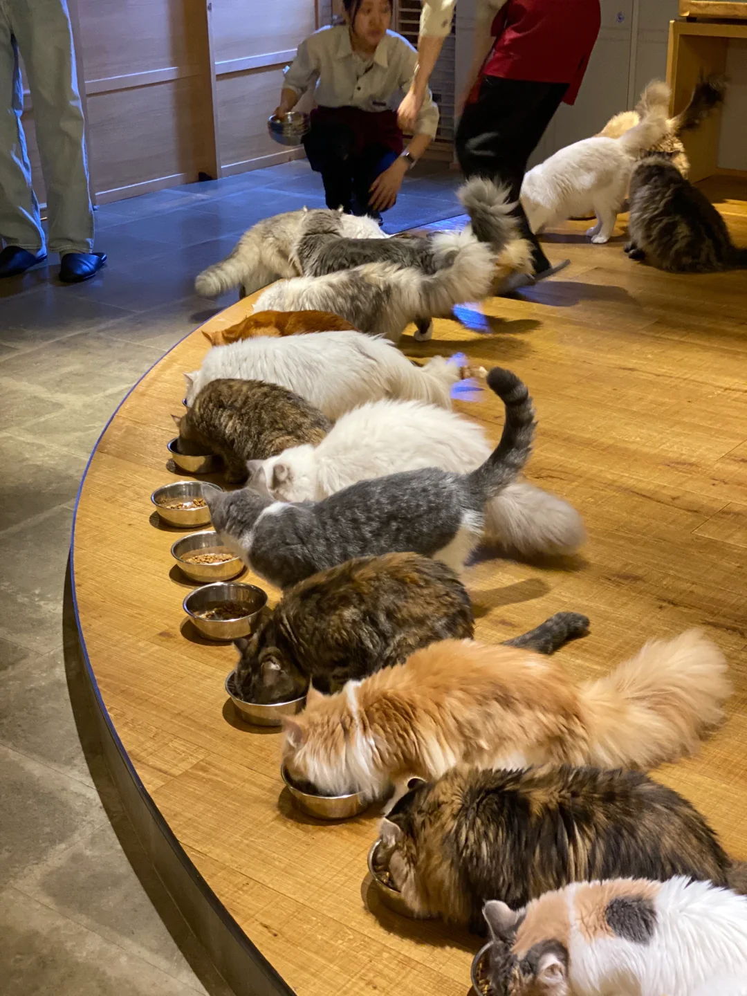 🇯🇵 Crazy Cat Cuddling in Tokyo's Shinjuku 🐈☕️ Cat Café Recommendations