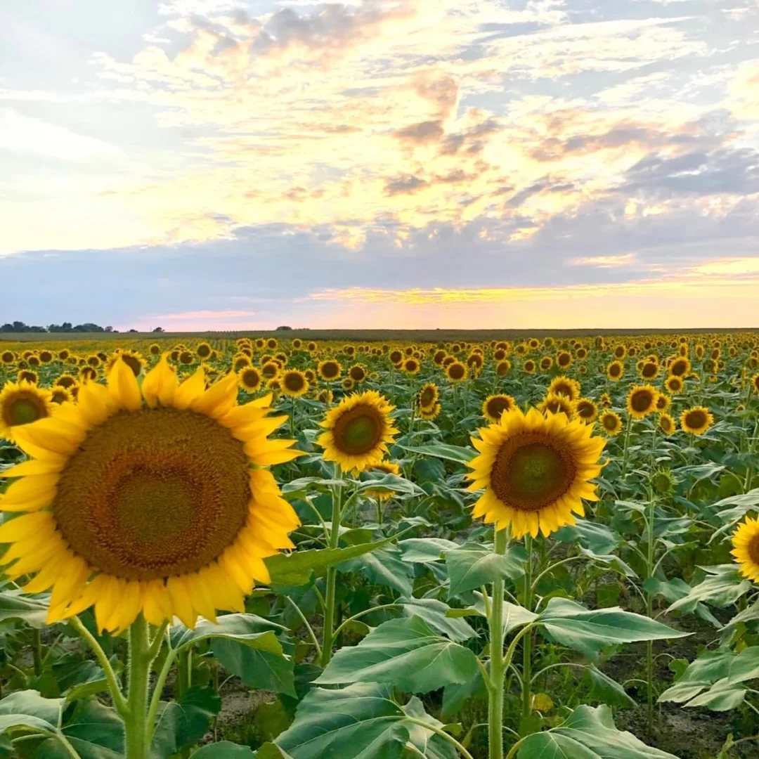 Summer Exclusive｜🌻 Ultimate Guide to Sunflower Fields in the St. Louis Area