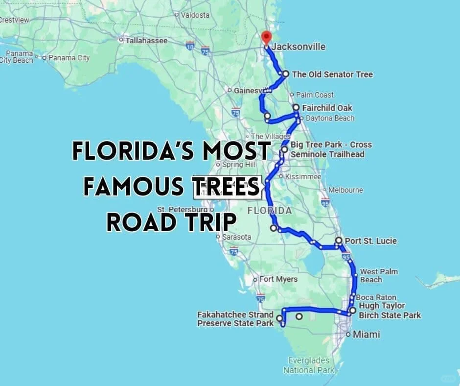 Florida Road Trip: Ten Trees