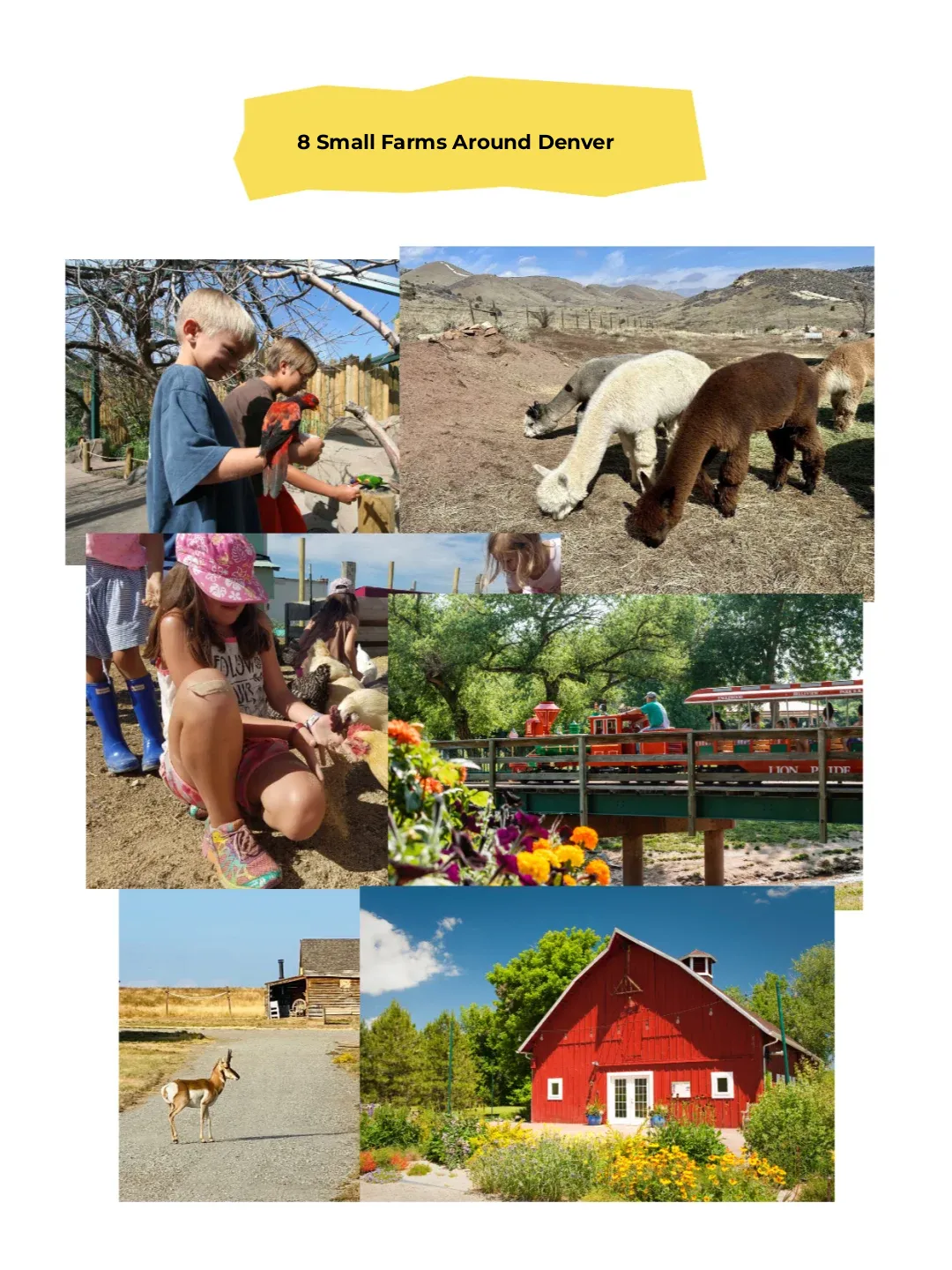 Take Your Little Ones to These 8 Charming Farms in Denver