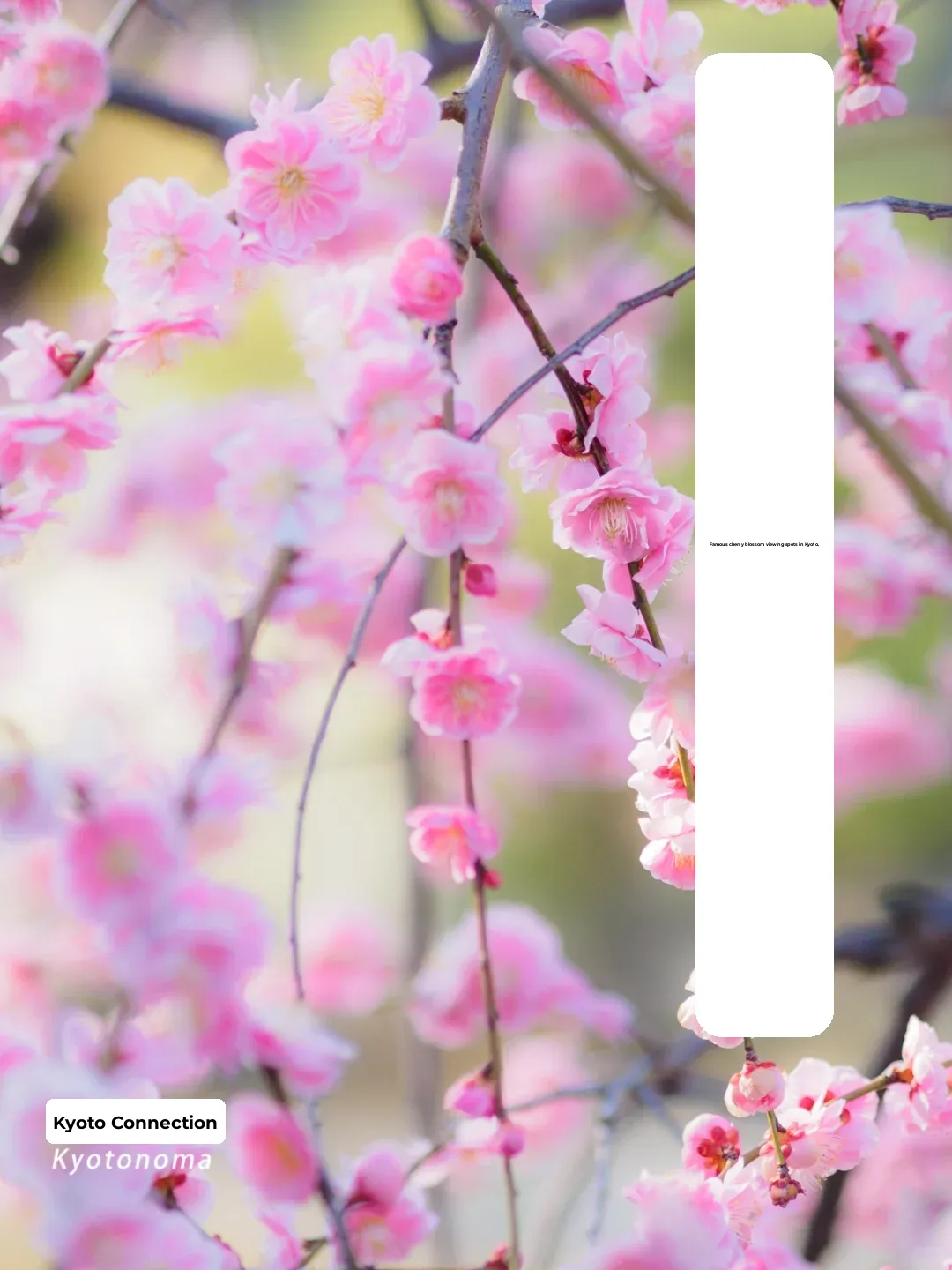 Kyoto's Top Plum Blossom Spots | Let's Enjoy Plum Blossoms Before Cherry Blossom Season!