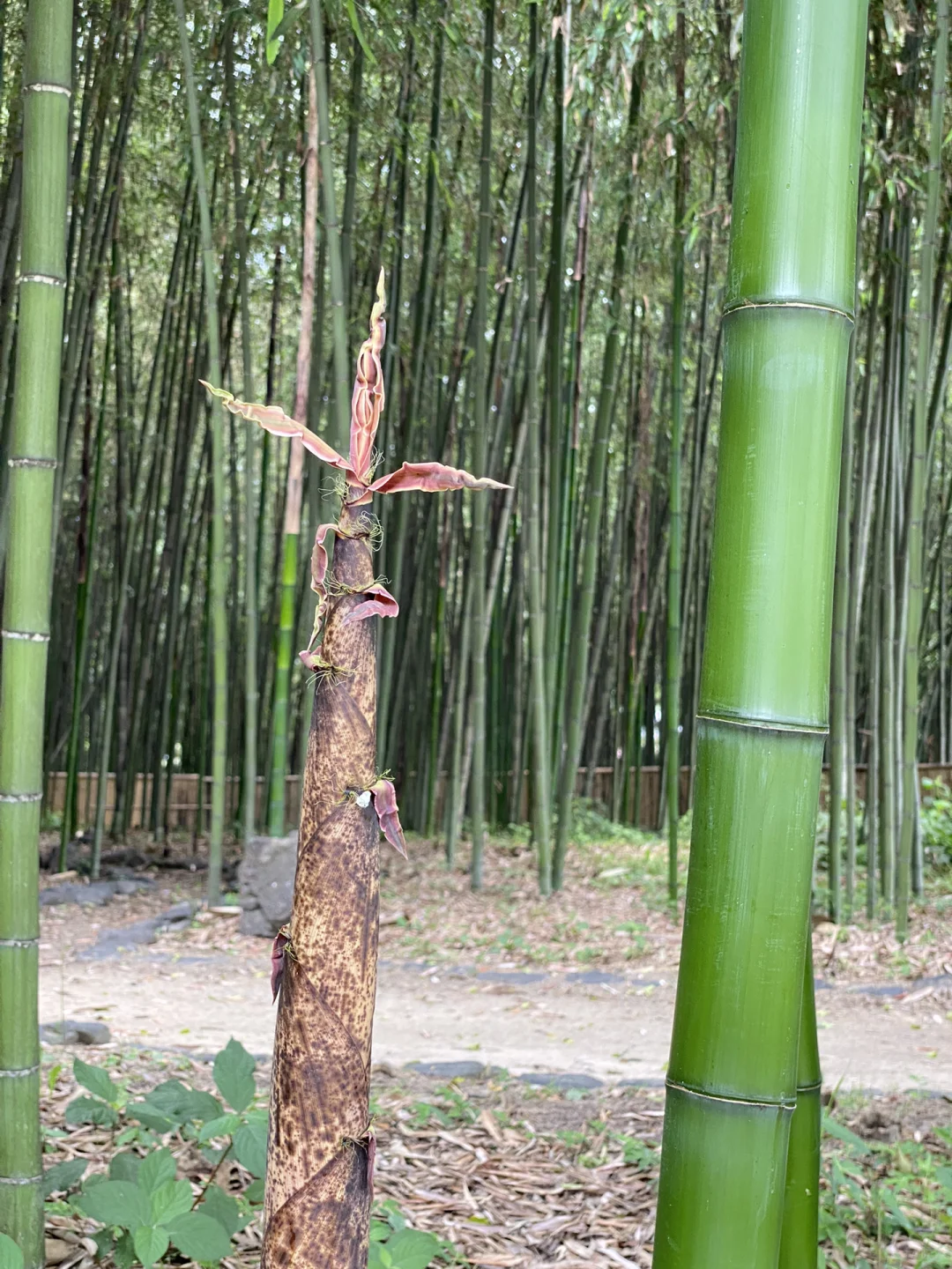 Discover Another Bamboo Forest in Arashiyama