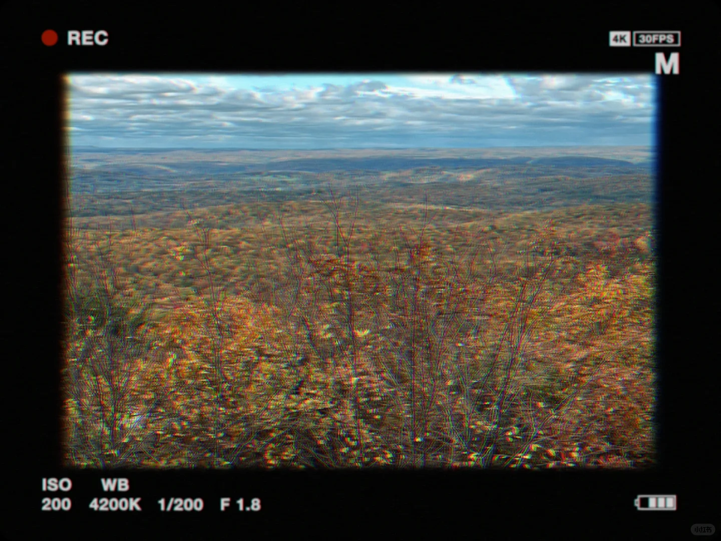 Maple Leaves Are Ripe 🍁 Time to Fall in Love