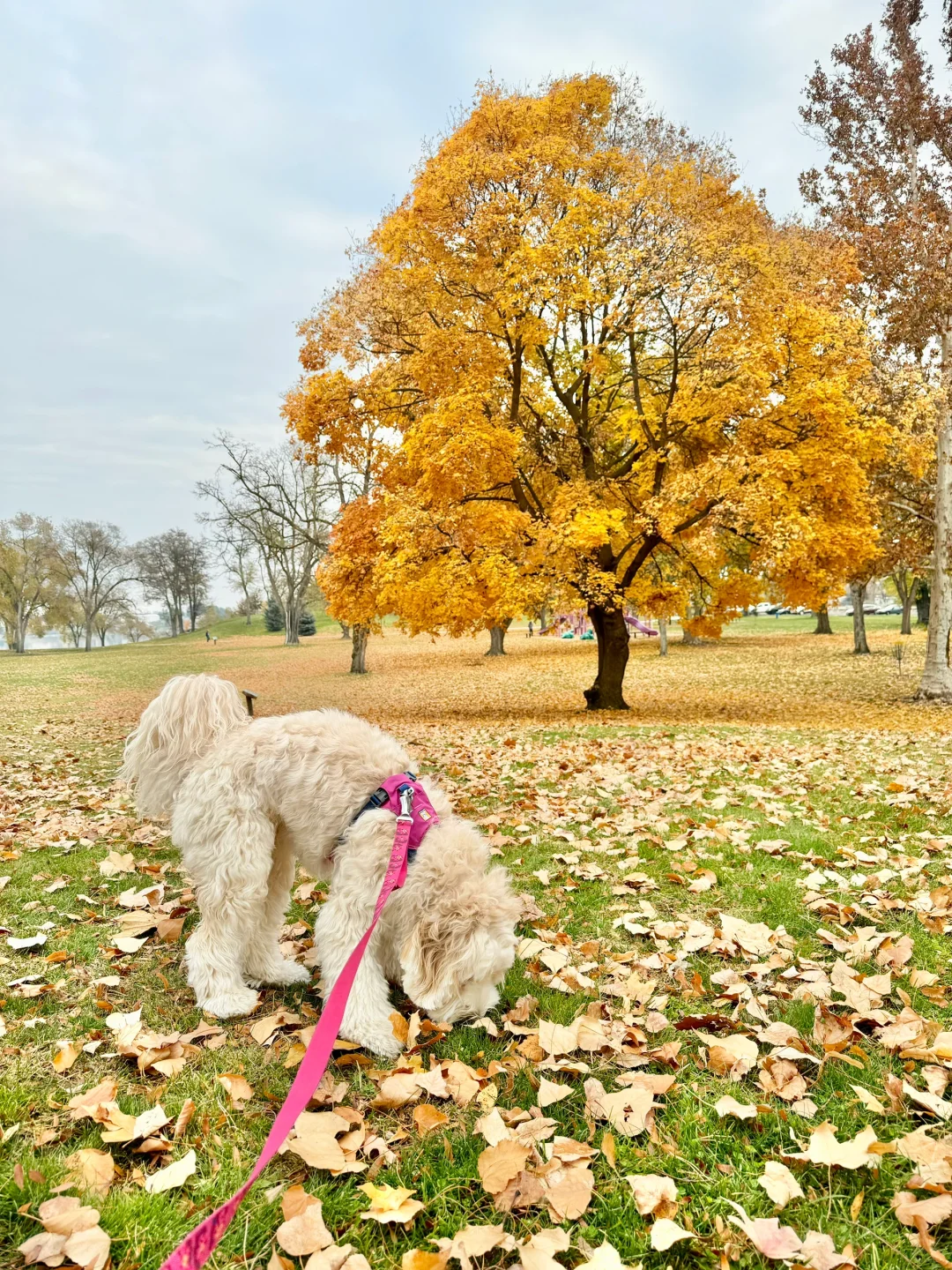 Thrilled to Find Autumn Scenery in Seattle This Late in the Season!
