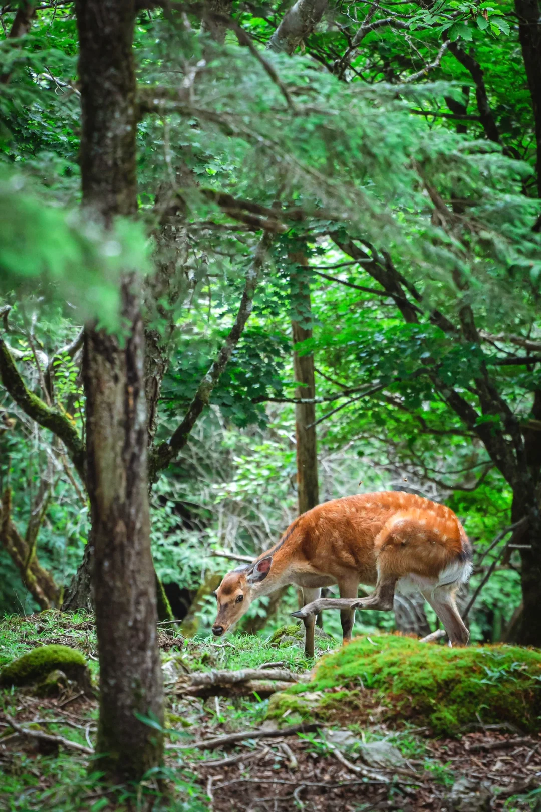 Day Trip Hiking Near Tokyo: Recommended 100 Famous Mountains - Daibosatsudake