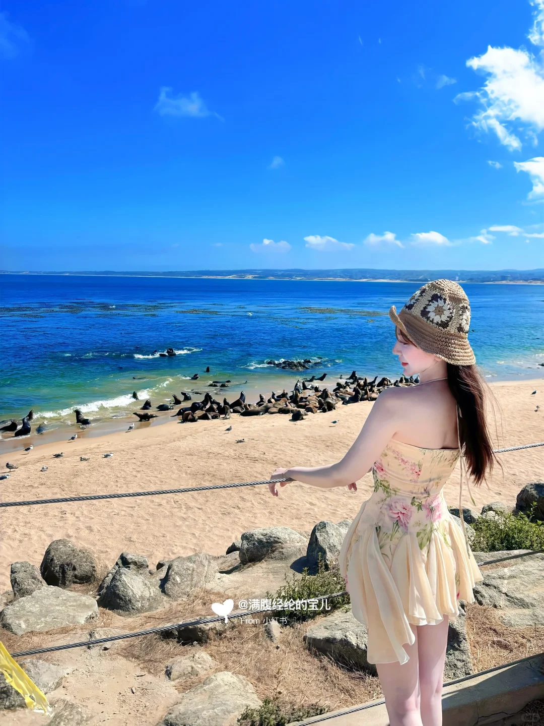 🇺🇸Bay Area｜Come to Monterey to "collect" sea lions 🤣🤣