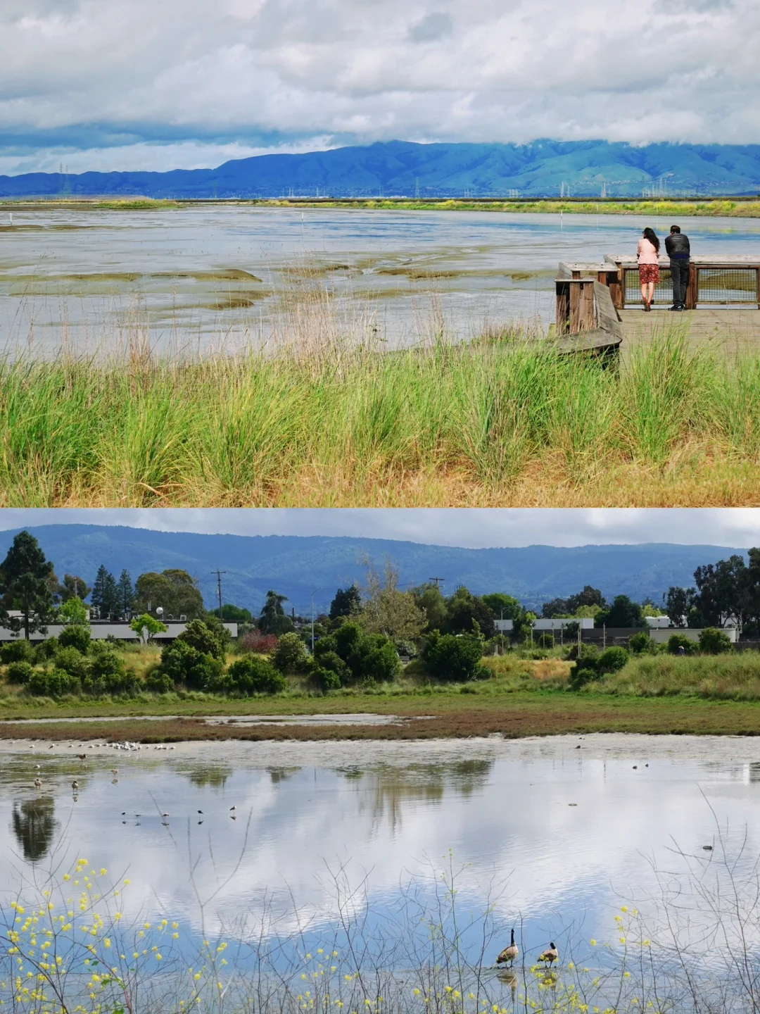 Bay Area | Listening to Birds Take Flight at Palo Alto Baylands