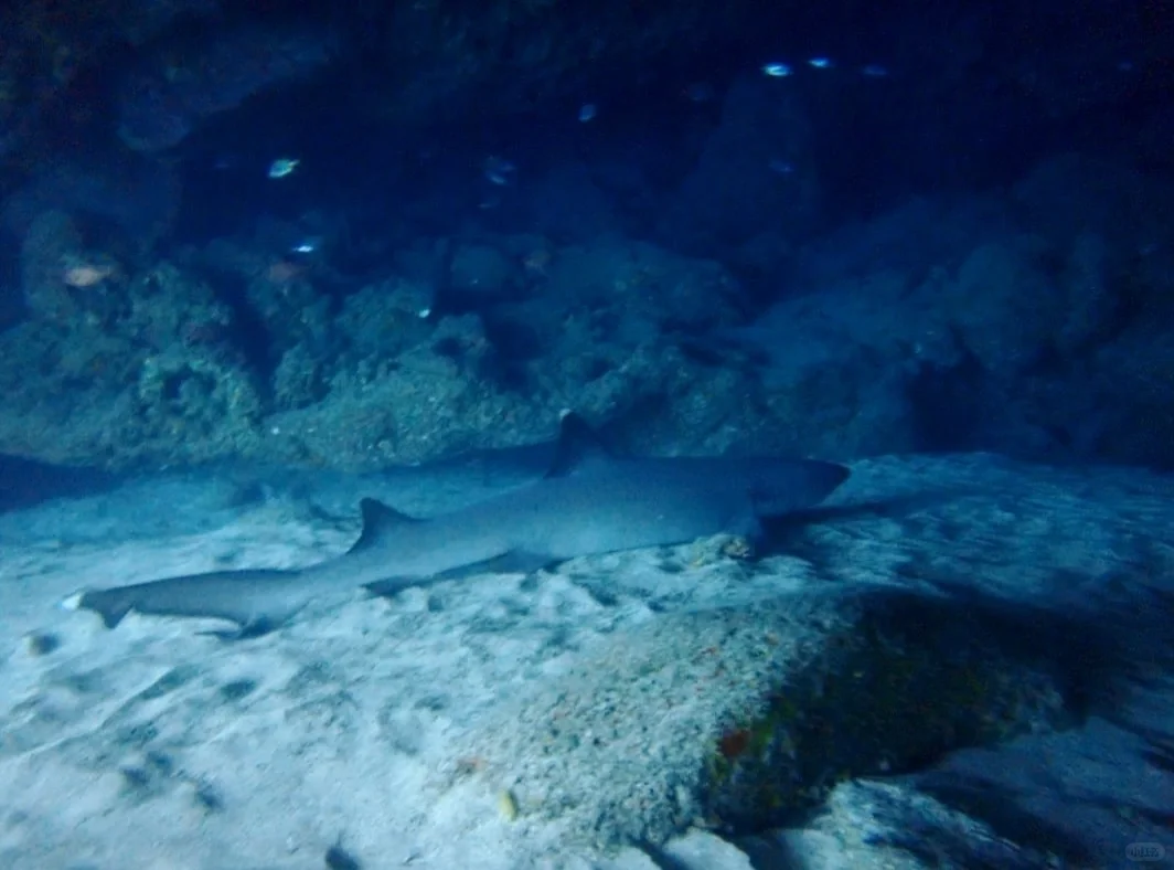 Diving with Sharks and Turtles in Maui, Hawaii | No Diving Certification Required