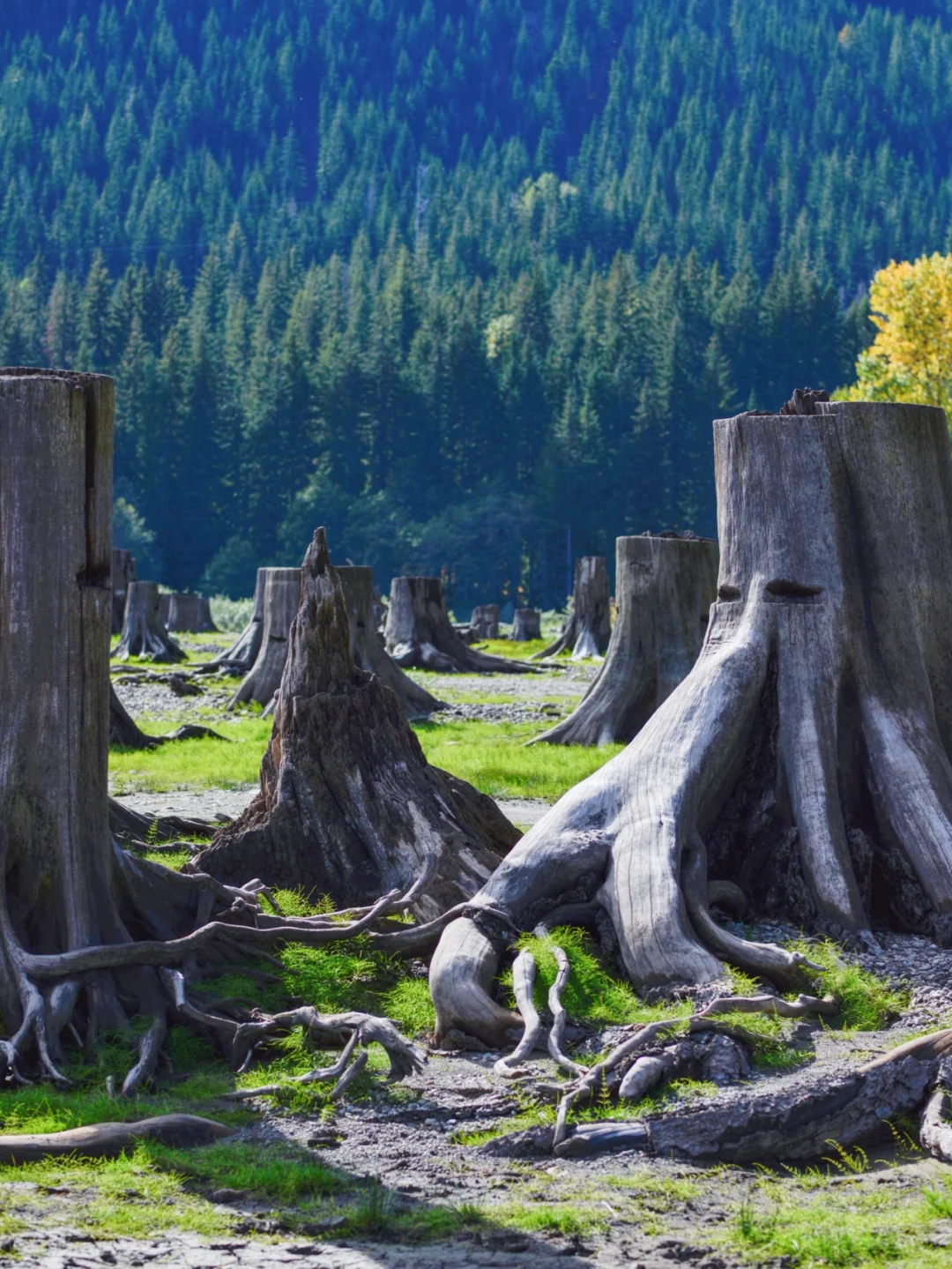 Seattle's Enchanting Magic Forest 🌲🌲🌲