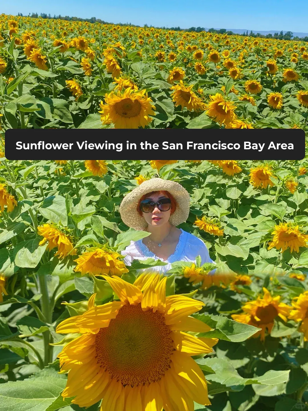 🌻 Time to Hit the Bay Area for Some Sunflower Fun!