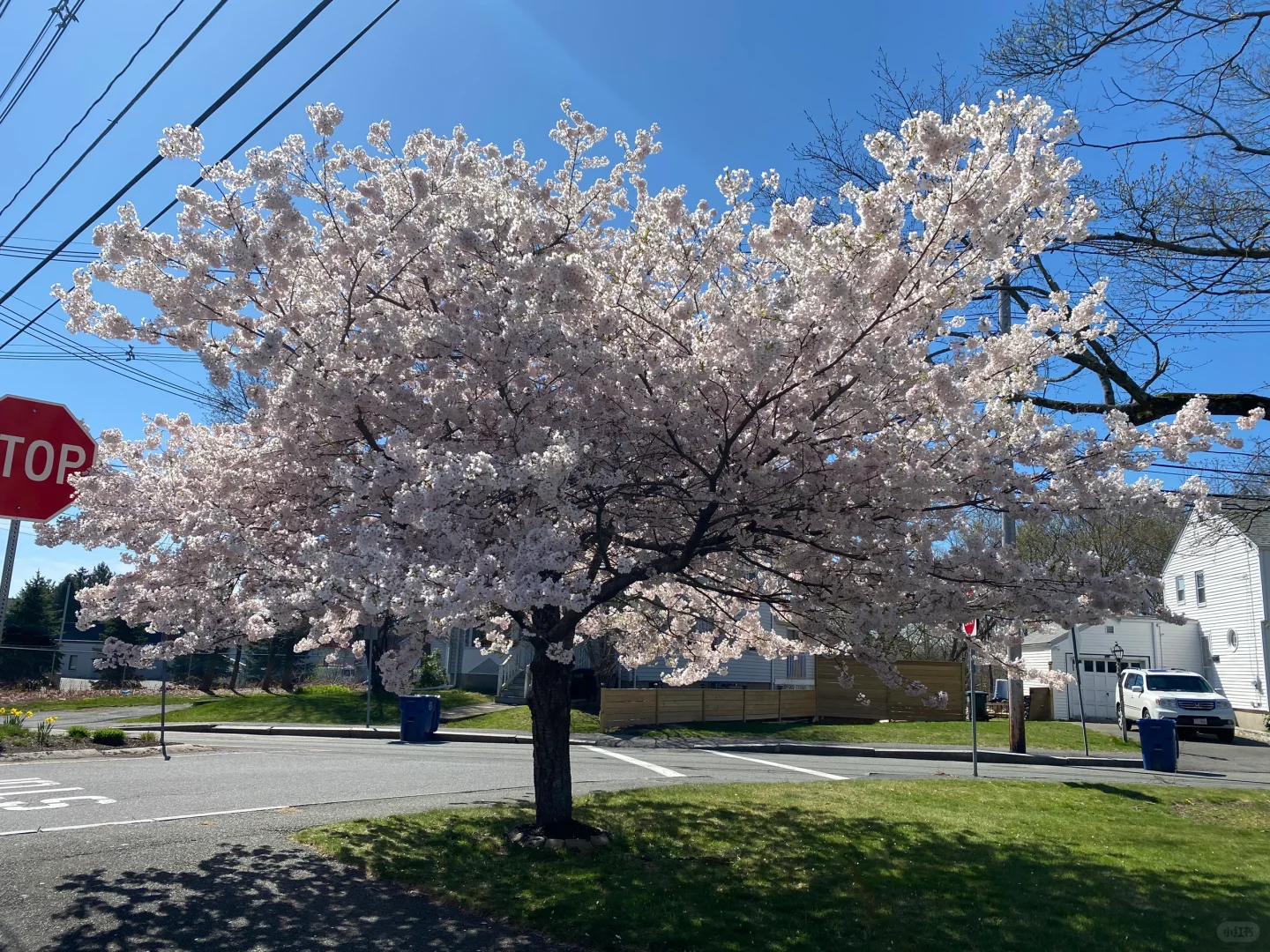 Found the Most Stunning Tree in Northern Massachusetts 🌳📍 Boston