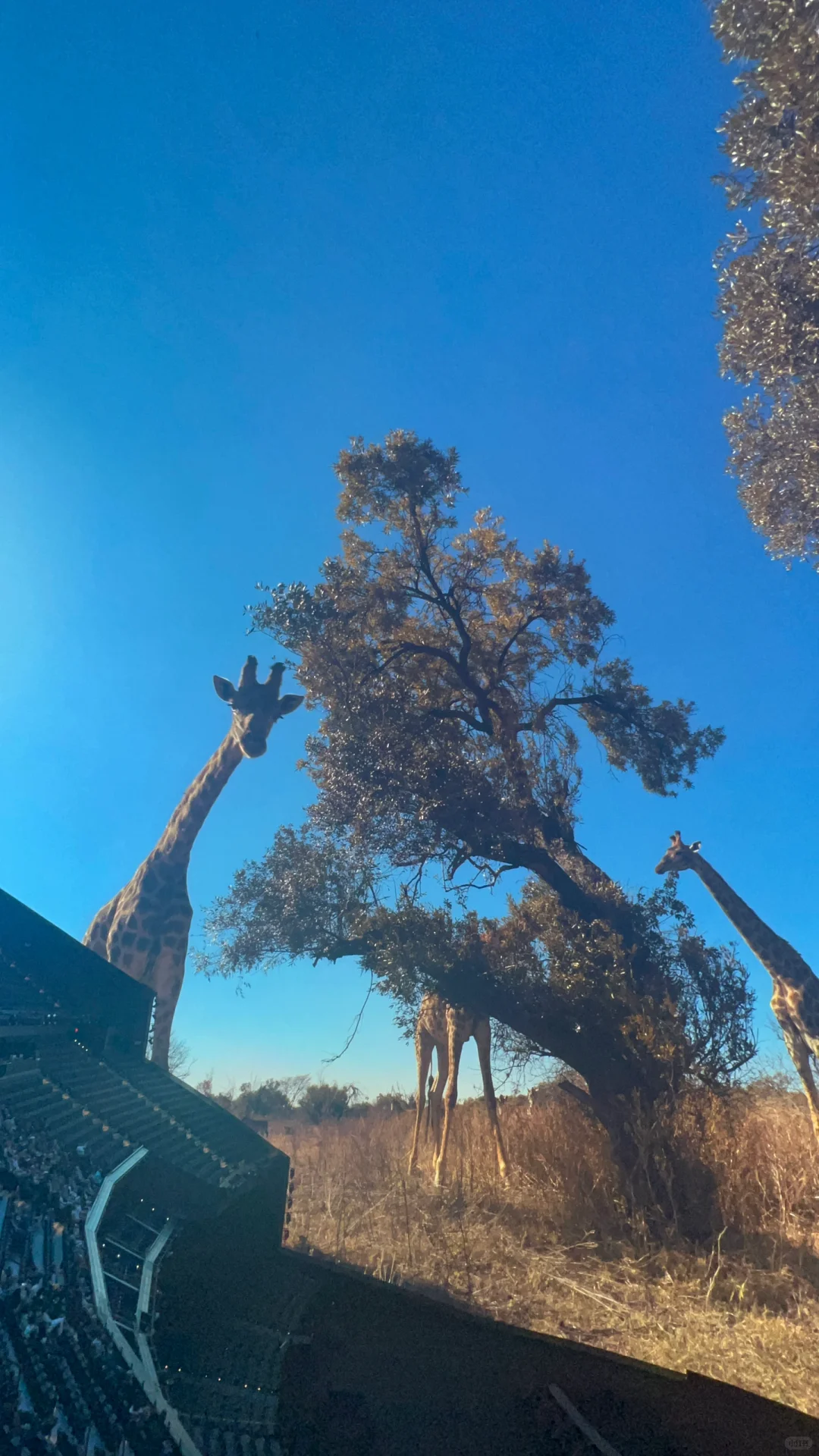 "Exploring Las Vegas with Kids and Seniors: A No-Rental-Car Guide"