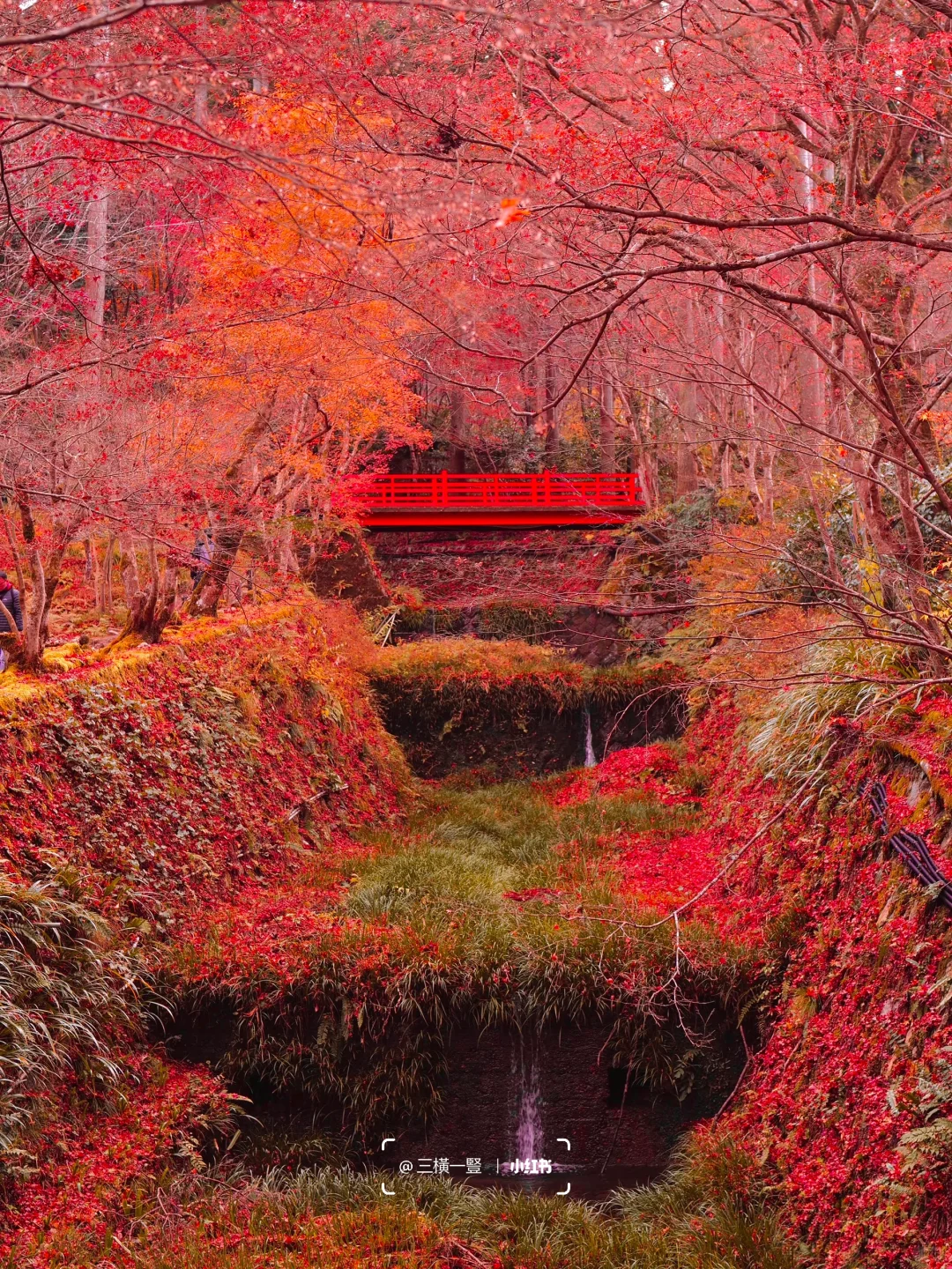 🇯🇵 Kyoto November Maple Season Day Trip ❷ Sennen-in Area