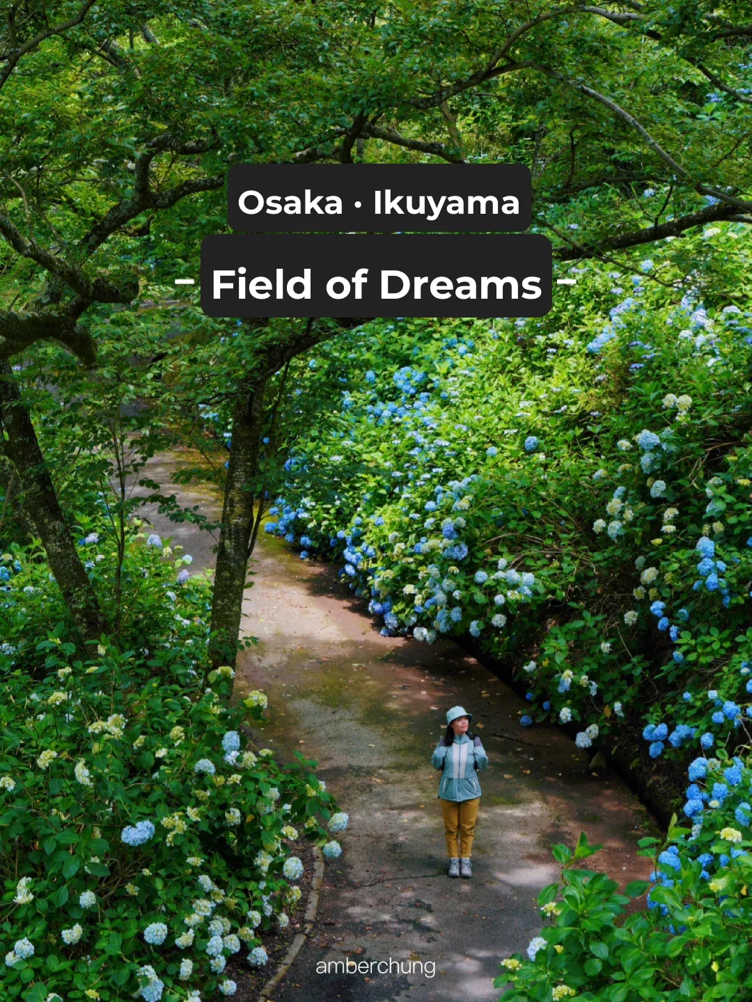 Osaka Ikoma Mountain | Vibrant Hydrangea Forest in Bloom